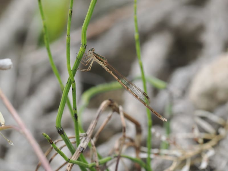 Image from Sympecma fusca album