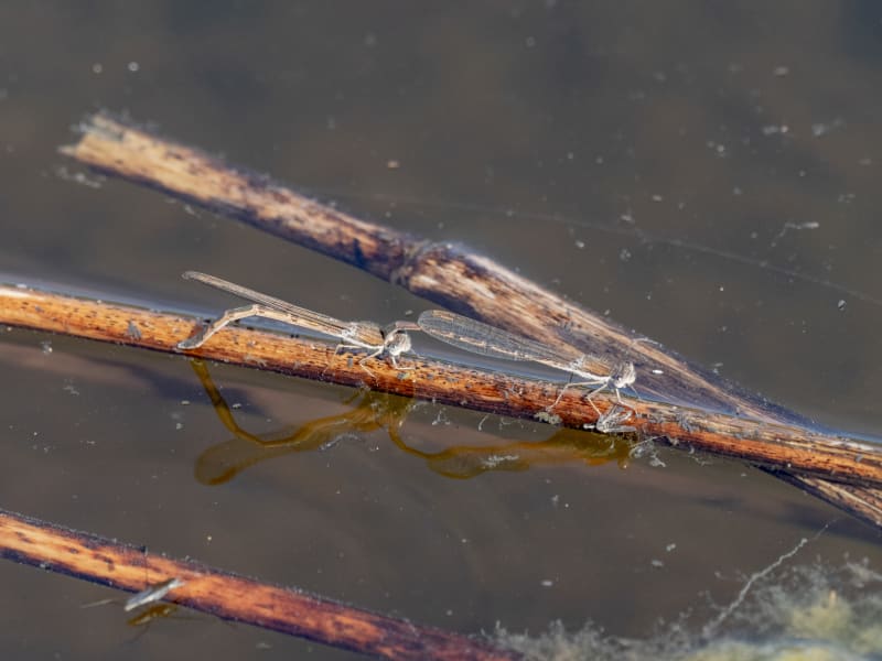 Image from Sympecma fusca album