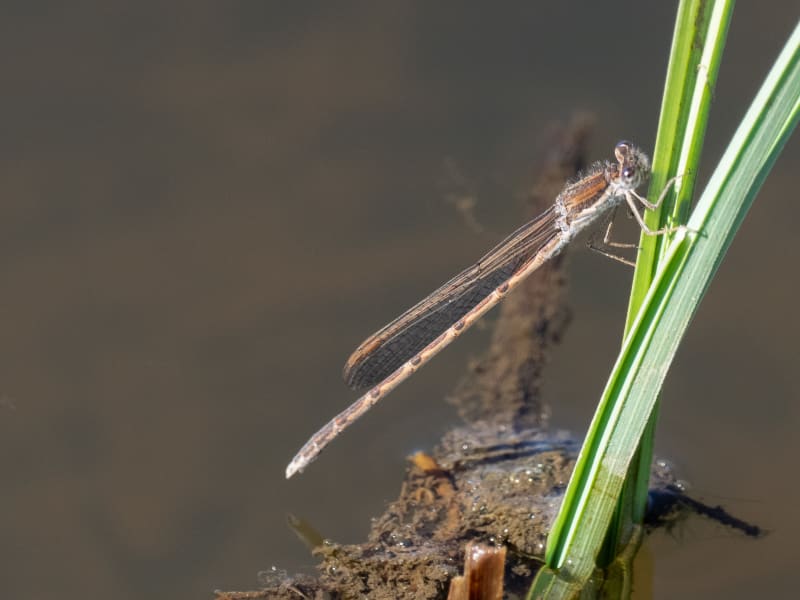 Image from Sympecma fusca album