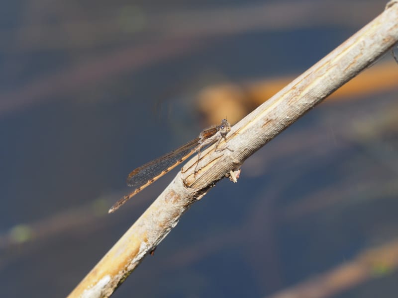 Image from Sympecma fusca album