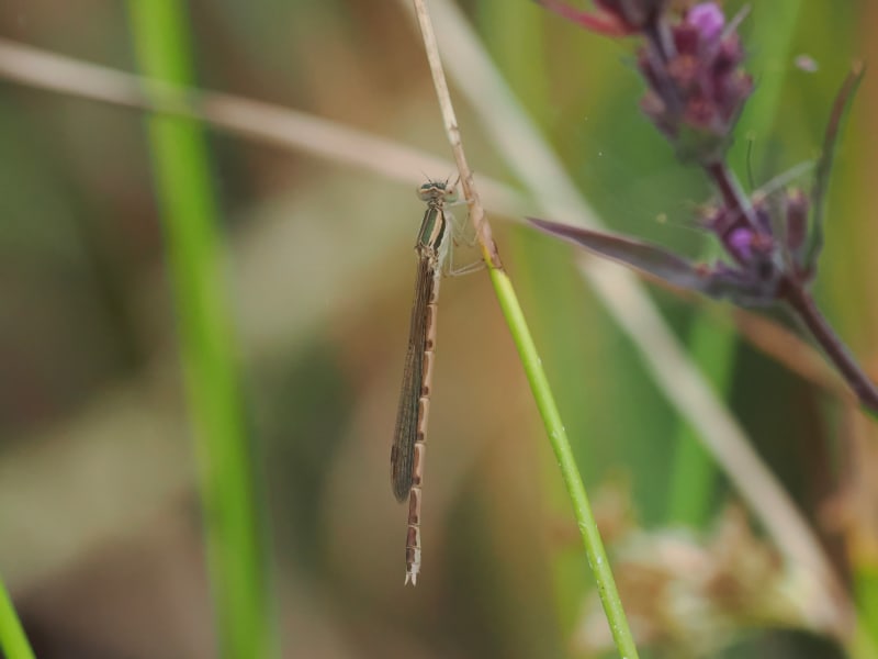 Image from Sympecma fusca album