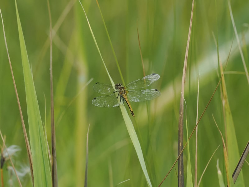 Sympetrum danae