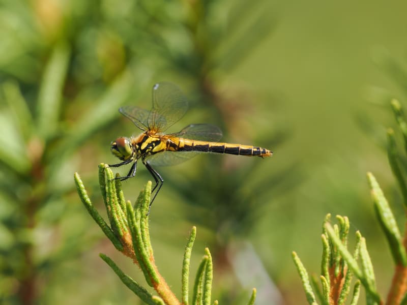 Sympetrum danae