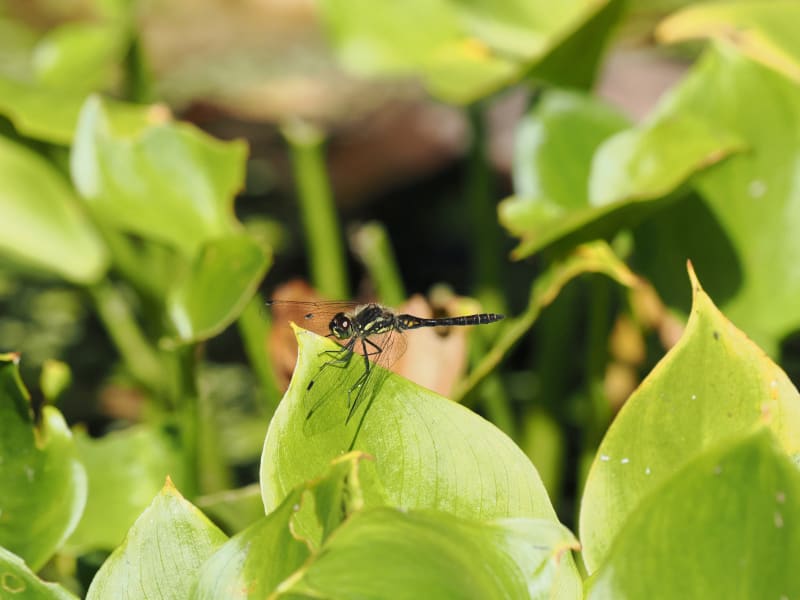 Image from Sympetrum danae album