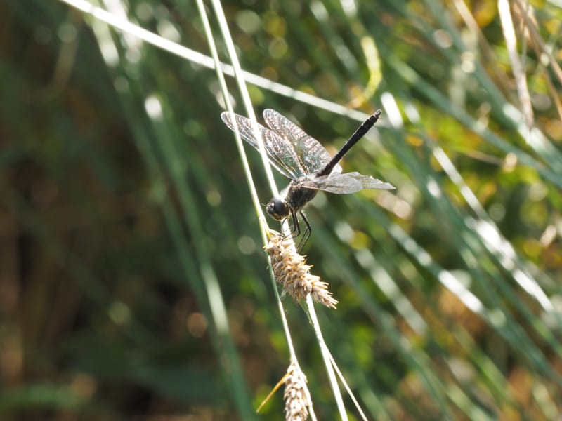Image from Sympetrum danae album