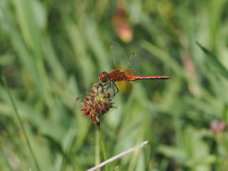 Image from Sympetrum flaveolum album