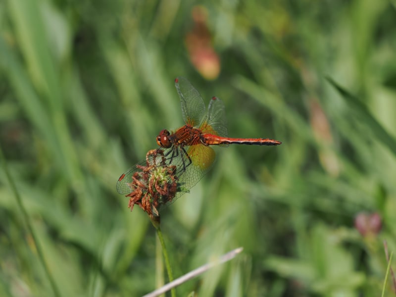 Image from Sympetrum flaveolum album