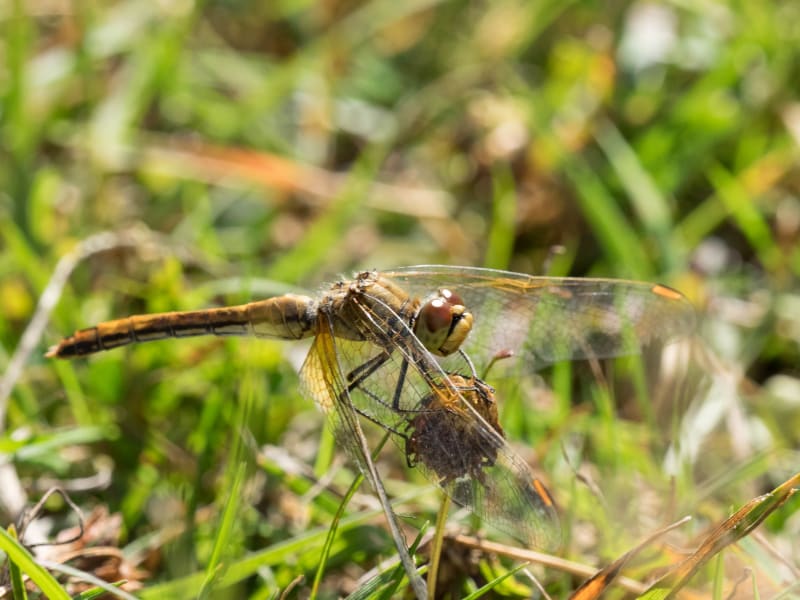 Image from Sympetrum flaveolum album