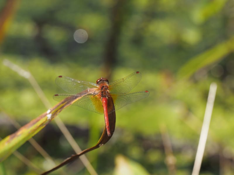 Image from Sympetrum flaveolum album