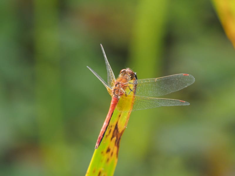 Image from Sympetrum flaveolum album