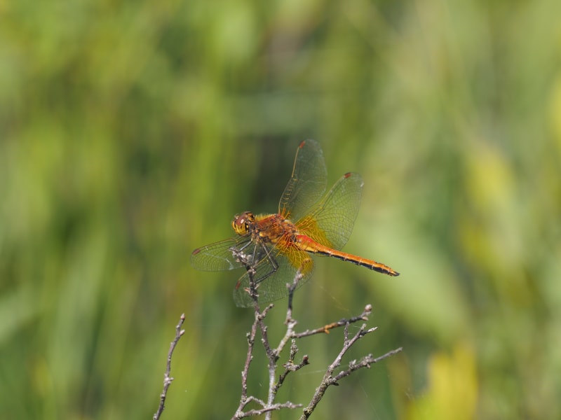 Image from Sympetrum flaveolum album