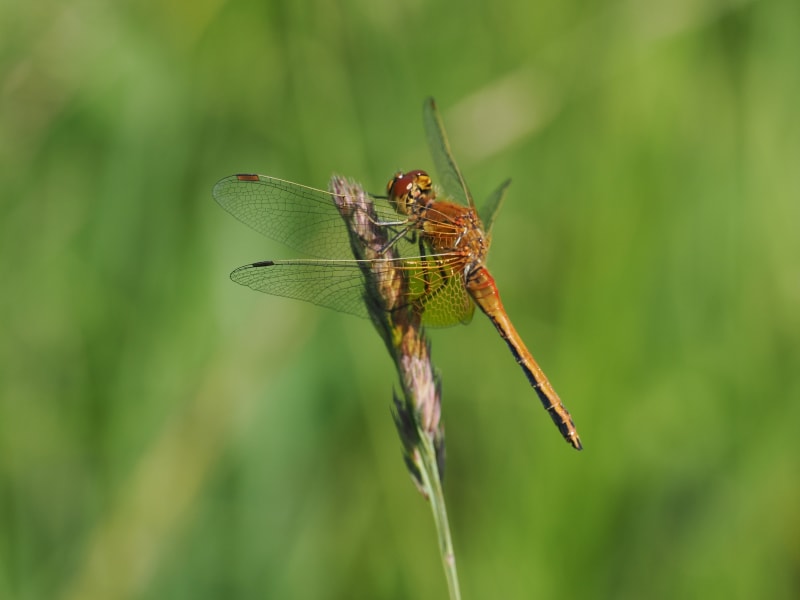 Image from Sympetrum flaveolum album
