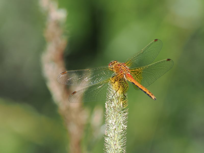 Image from Sympetrum flaveolum album