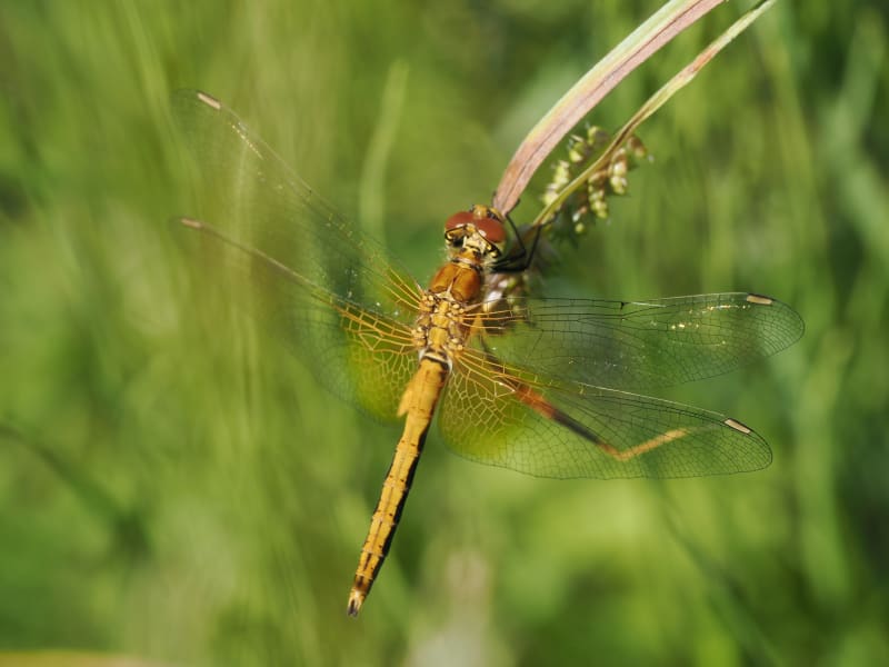 Image from Sympetrum flaveolum album