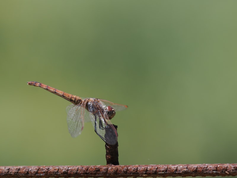 Image from Sympetrum fonscolombii album