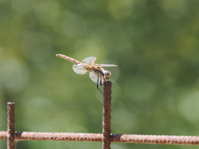 Image from Sympetrum fonscolombii album