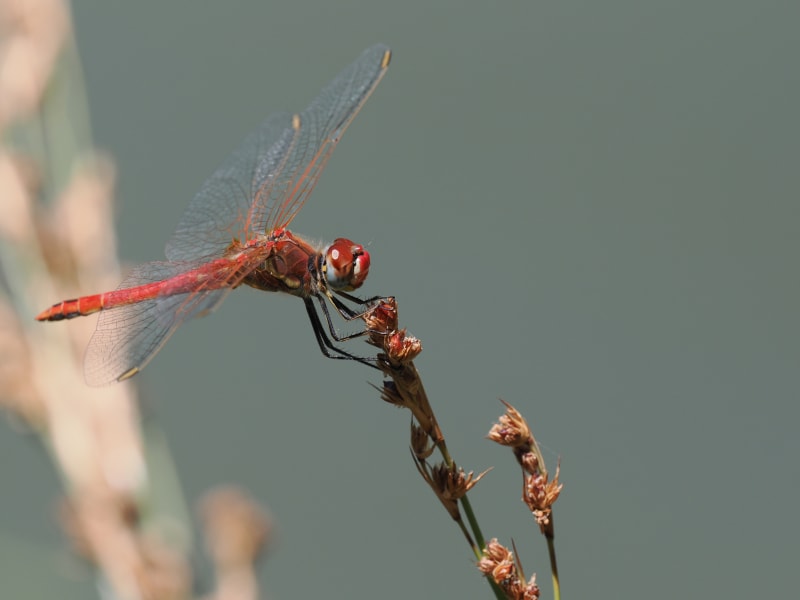 Image from Sympetrum fonscolombii album