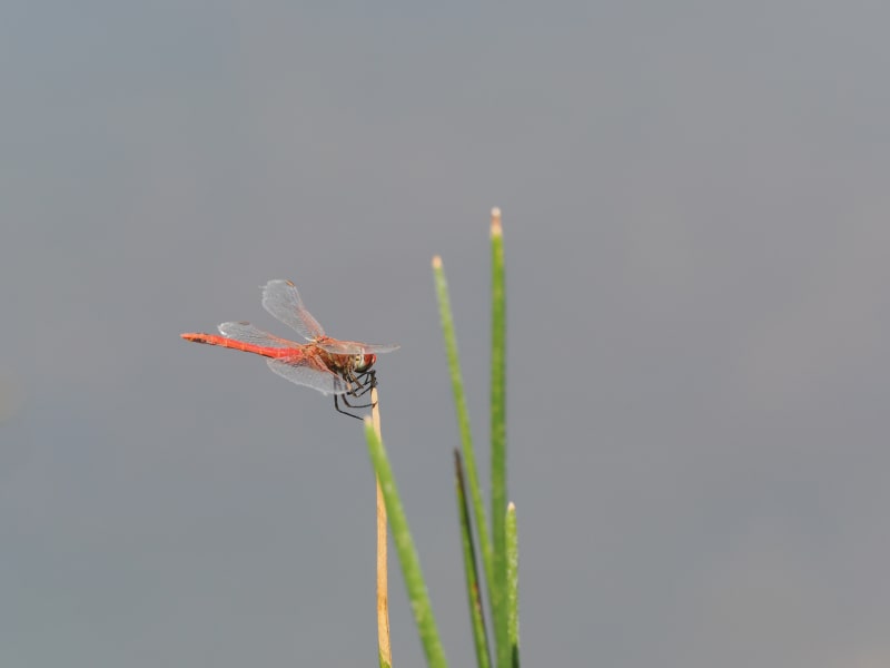 Image from Sympetrum fonscolombii album