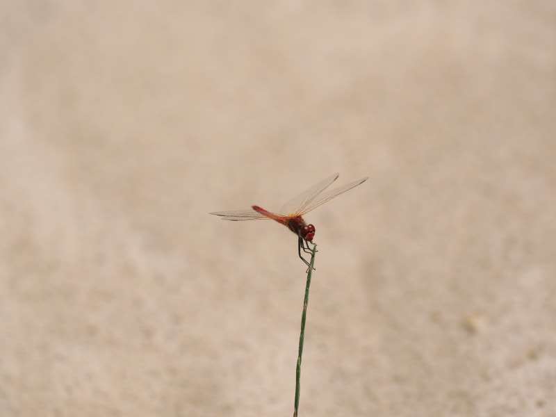 Image from Sympetrum fonscolombii album