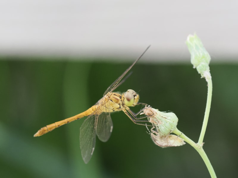 Image from Sympetrum meridionale album