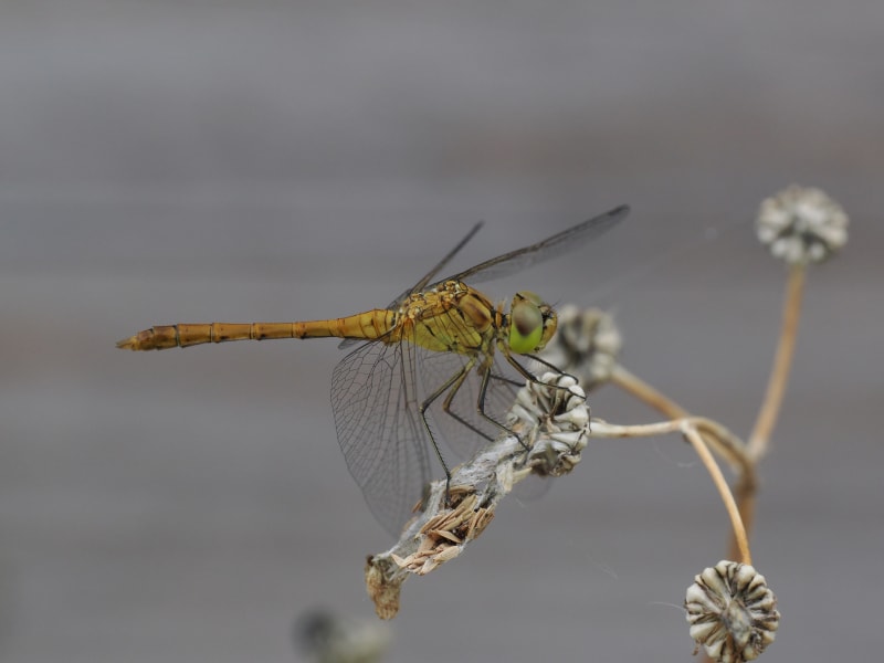 Image from Sympetrum meridionale album