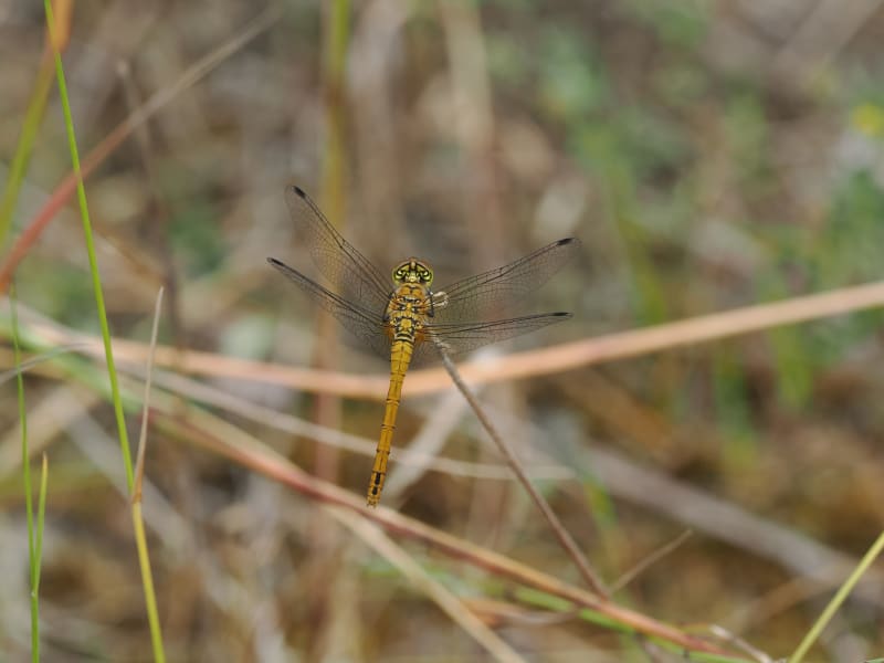 Image from Sympetrum sanguineum album