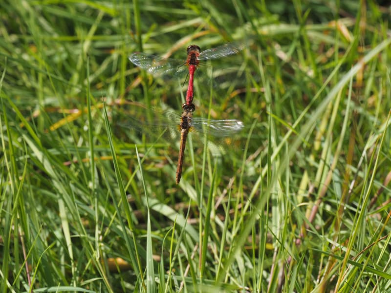 Image from Sympetrum sanguineum album
