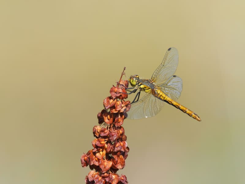 Image from Sympetrum sanguineum album