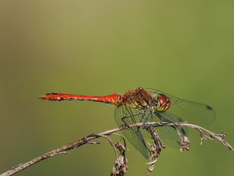 Image from Sympetrum sanguineum album