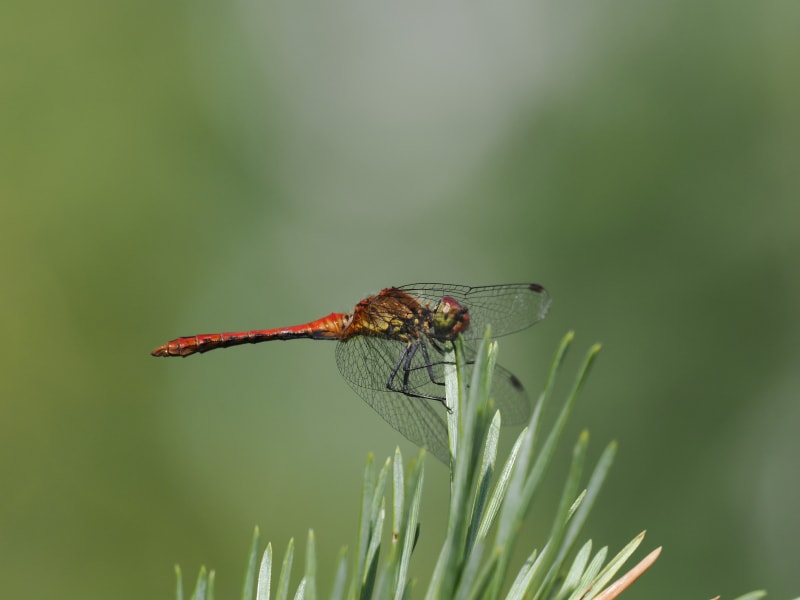 Image from Sympetrum sanguineum album