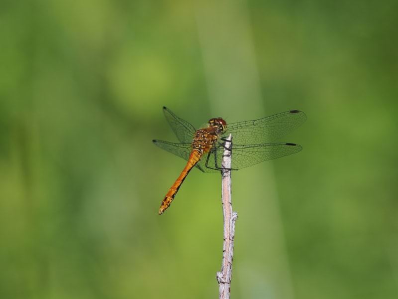 Image from Sympetrum sanguineum album