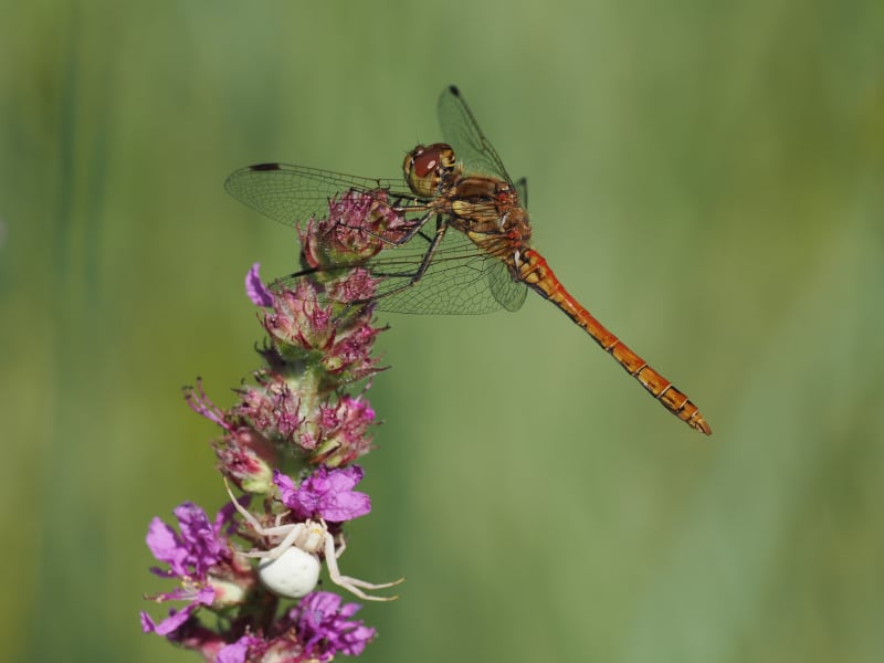 Image from Sympetrum vulgatum album