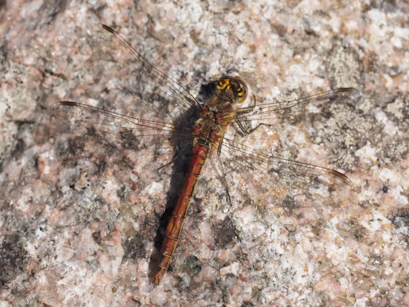 Image from Sympetrum vulgatum album