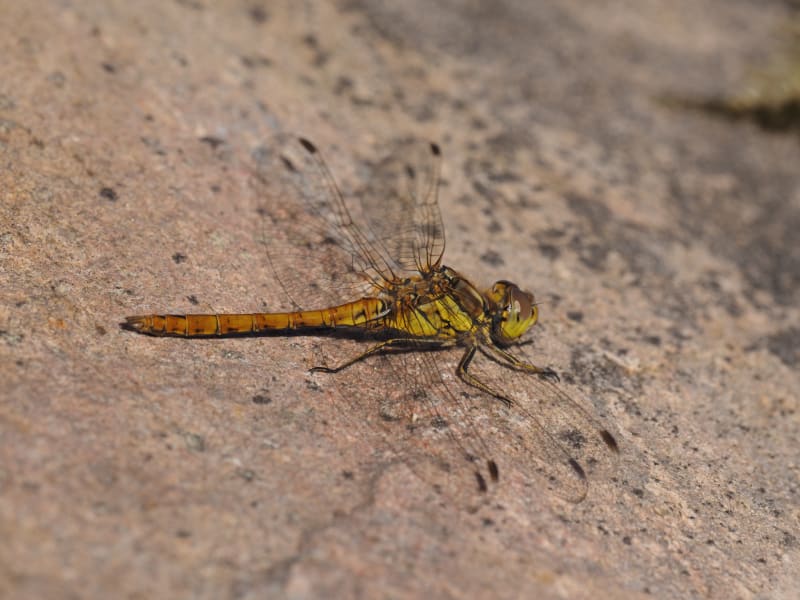 Image from Sympetrum vulgatum album