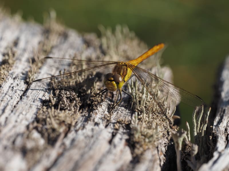 Image from Sympetrum vulgatum album