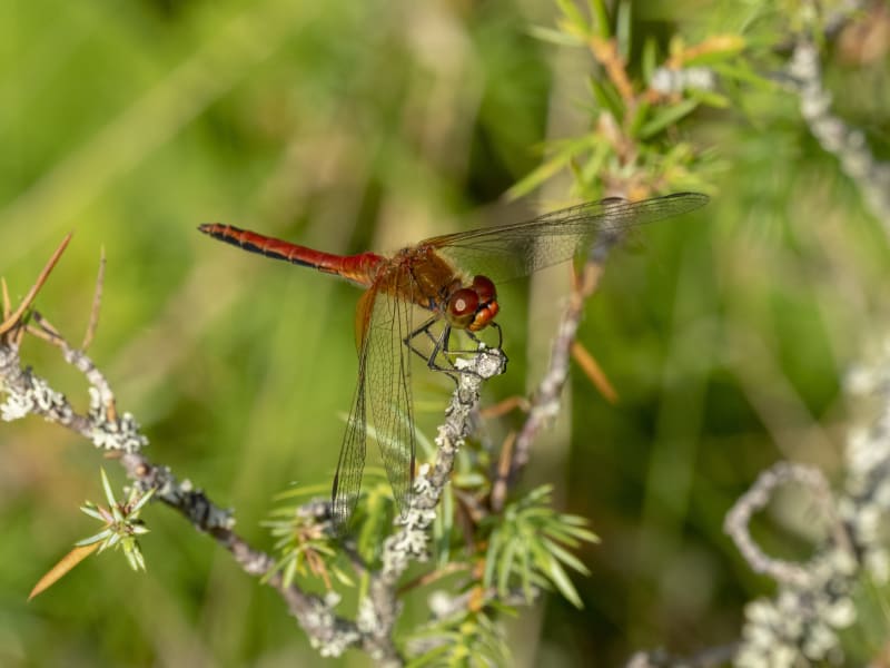 Image from Sympetrum vulgatum album