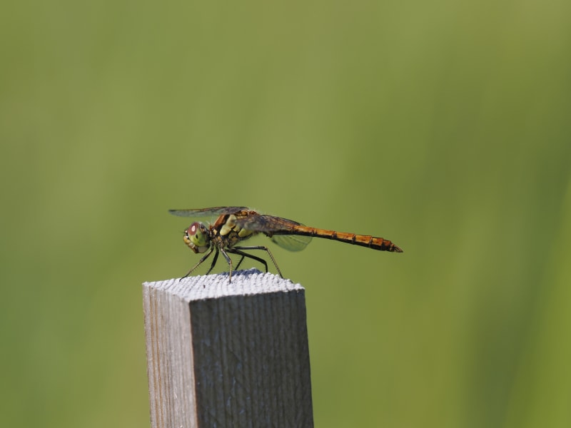 Image from Sympetrum vulgatum album