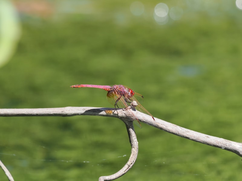 Image from Trithemis annulata album