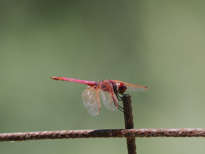 Image from Trithemis annulata album