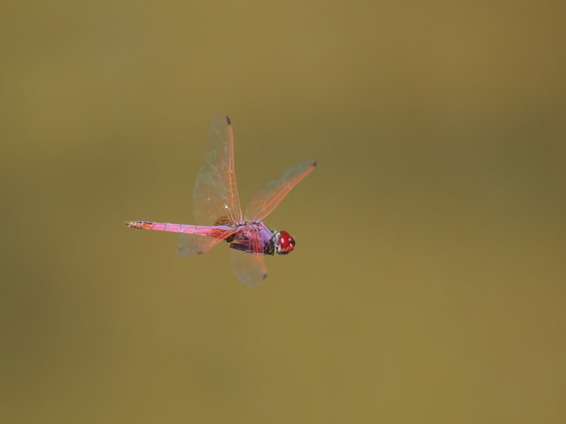 Image from Trithemis annulata album