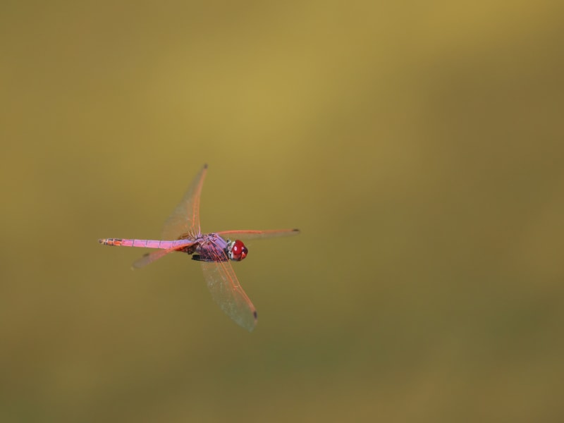 Image from Trithemis annulata album