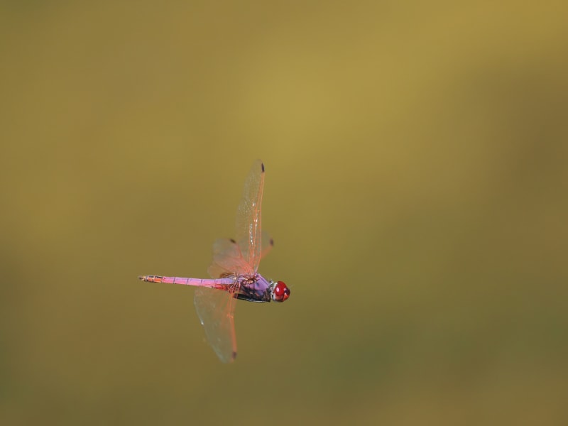 Image from Trithemis annulata album
