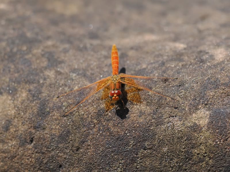 Image from Trithemis kirbyi album