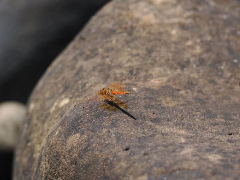 Image from Trithemis kirbyi album