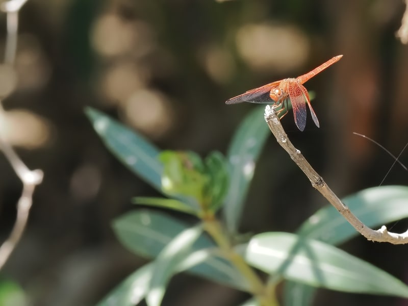 Image from Trithemis kirbyi album