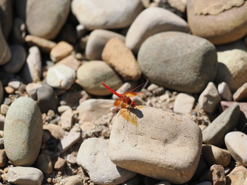 Image from Trithemis kirbyi album