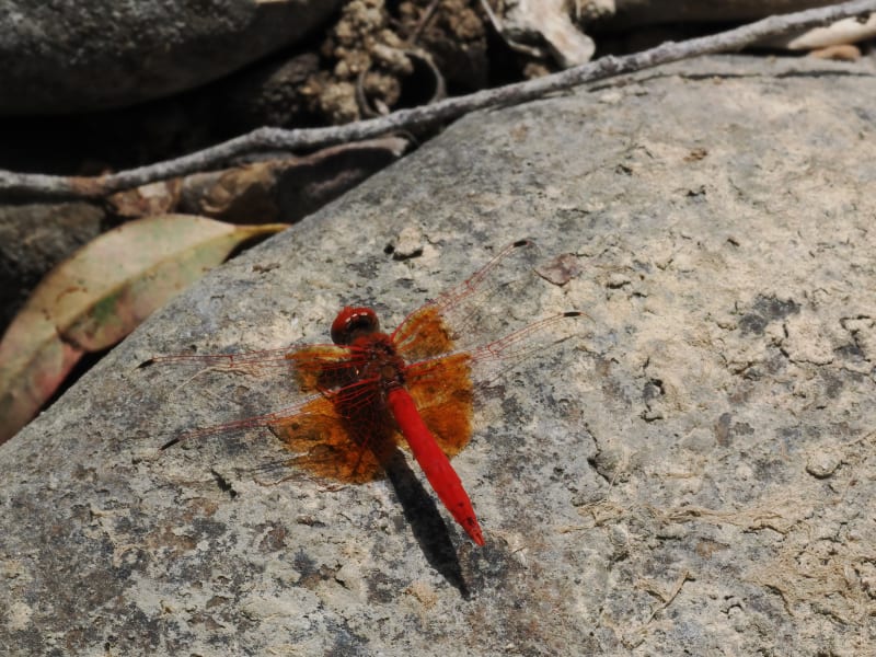 Image from Trithemis kirbyi album