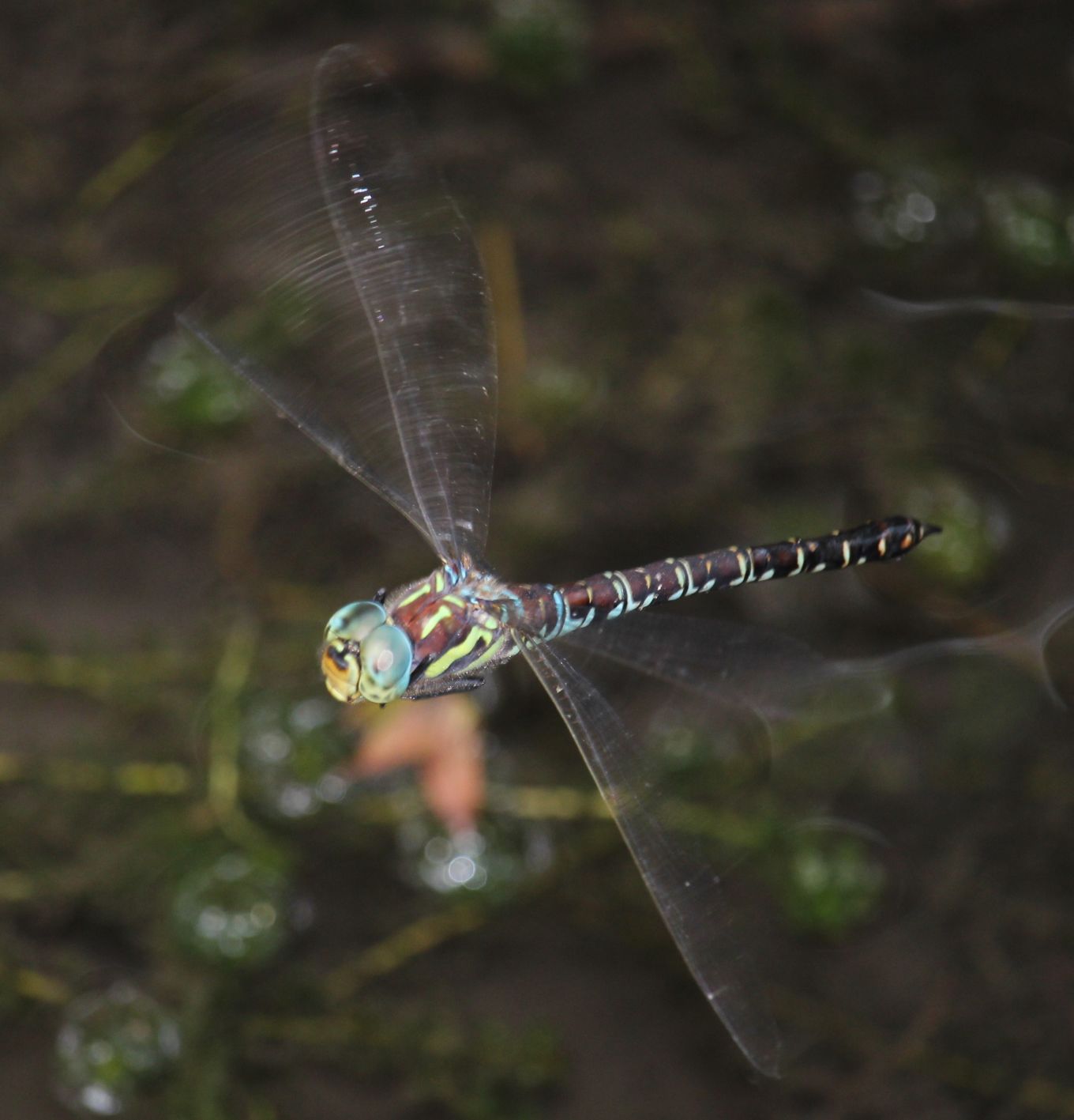 Aeshna crenata