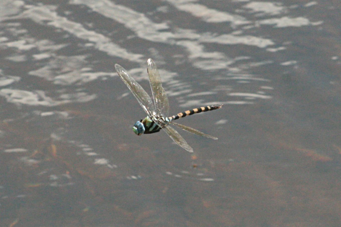 Anax immaculifrons