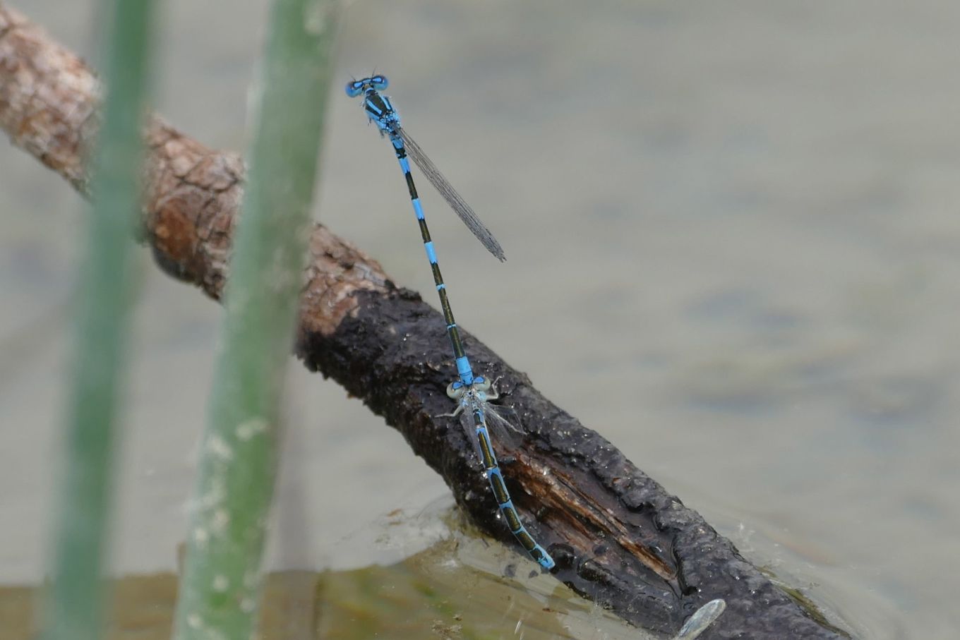 Coenagrion caerulaescens